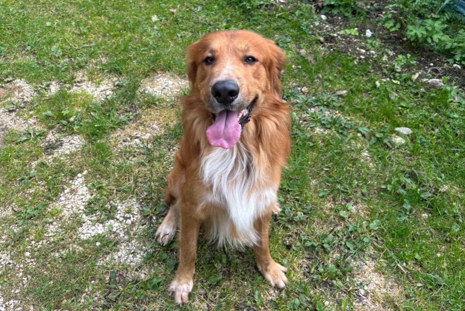 Discovery alert Dog miscegenation Male Saint-Cergue Switzerland