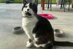 Disappearance alert Cat Male , 12 years Genolier Switzerland