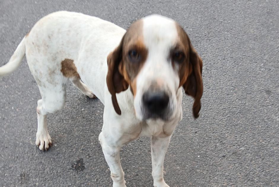 Discovery alert Dog Male Pont-de-Montvert-Sud-Mont-Lozère France