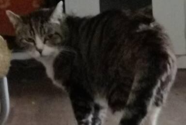 Discovery alert Cat miscegenation Male Jalhay Belgium