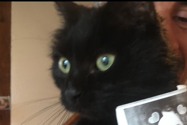 Disappearance alert Cat Female , 15 years Territet Switzerland