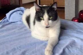 Disappearance alert Cat  Male , 6 years Soignies Belgium