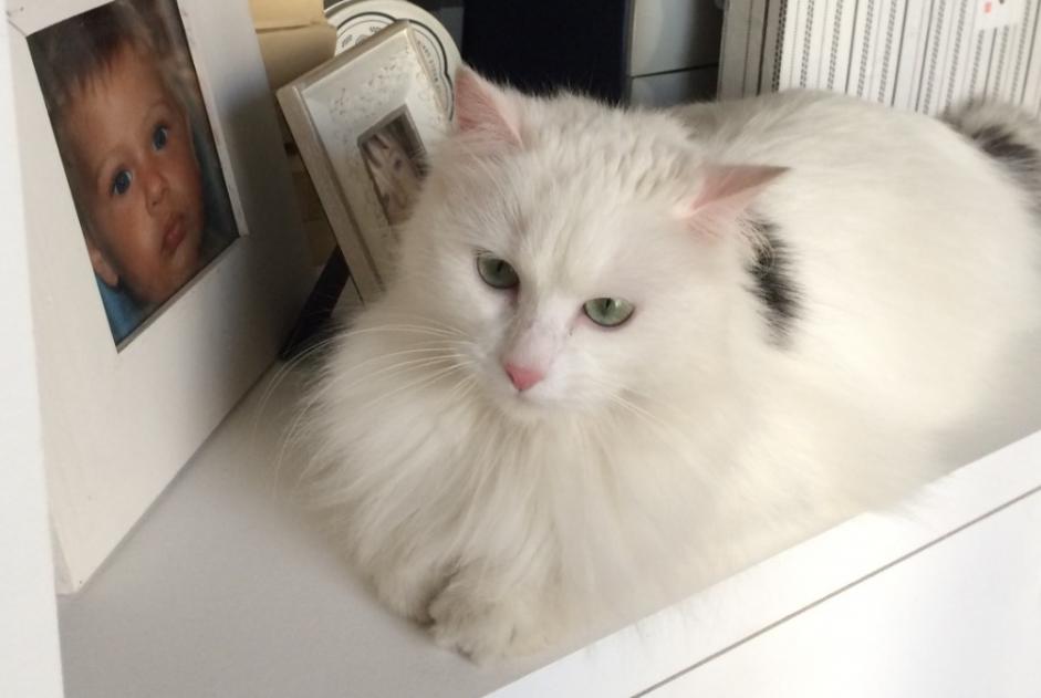 Disappearance alert Cat miscegenation Female , 11 years Bois-Colombes France