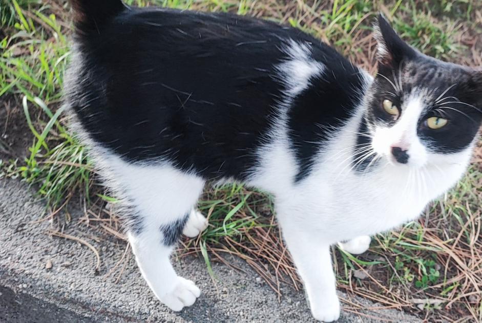 Discovery alert Cat Male La Louvière Belgium