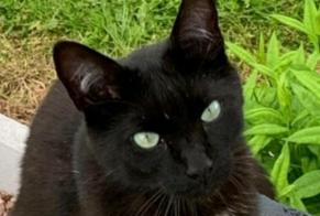 Disappearance alert Cat Male , 3 years Plaine-de-Walsch France