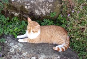 Disappearance alert Cat  Male , 1 years Francheville France