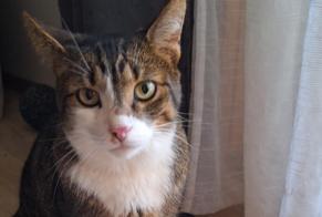 Disappearance alert Cat Male , 3 years Lausanne Switzerland