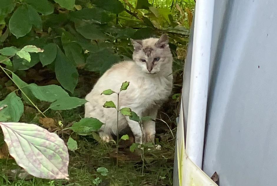 Discovery alert Cat Unknown Ohey Belgium