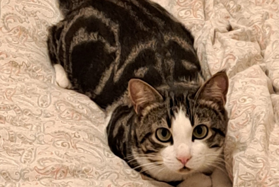 Disappearance alert Cat Male , 2024 years Orbe Switzerland