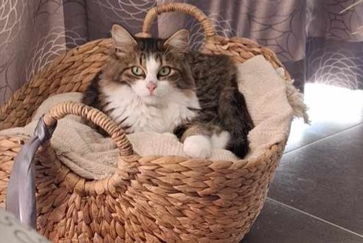 Disappearance alert Cat Male , 2 years Thuin Belgium