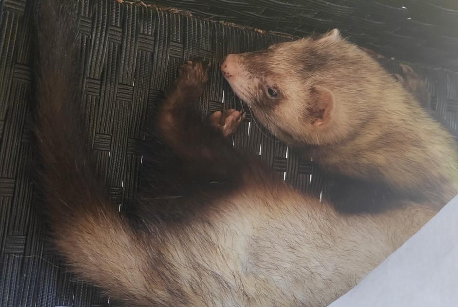 Disappearance alert Other ferret Male , 2025 years Charmont-en-Beauce France