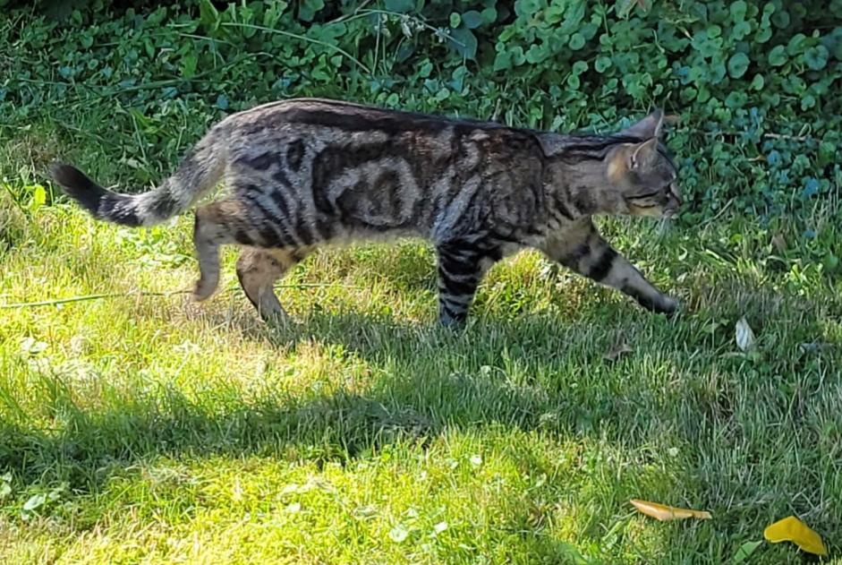 Disappearance alert Cat miscegenation Male , 1 years Ottignies-Louvain-la-Neuve Belgium