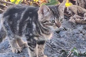 Discovery alert Cat Unknown Neuchâtel Switzerland