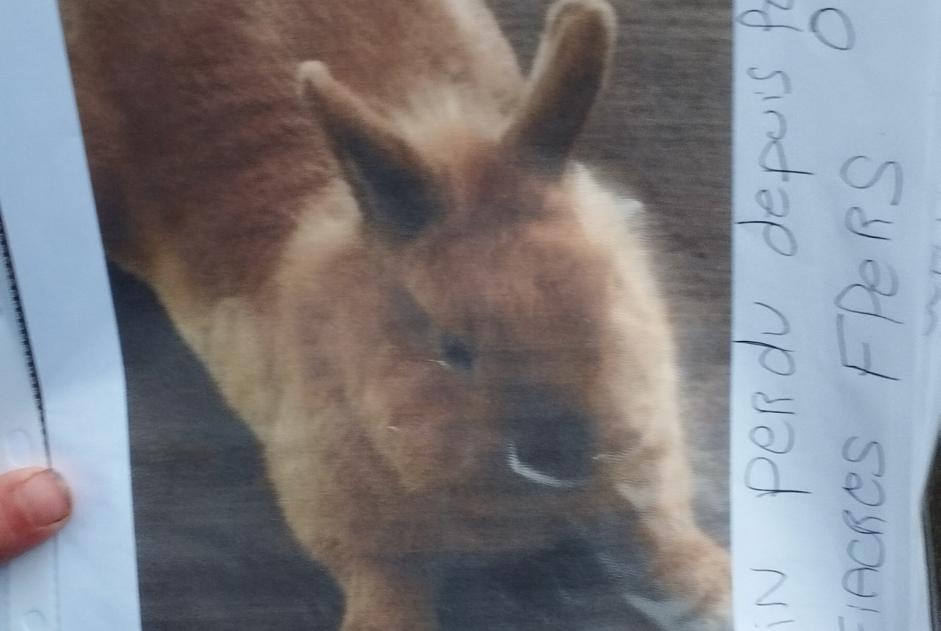 Disappearance alert Rabbit Male , 2025 years Villeneuve-d'Ascq France