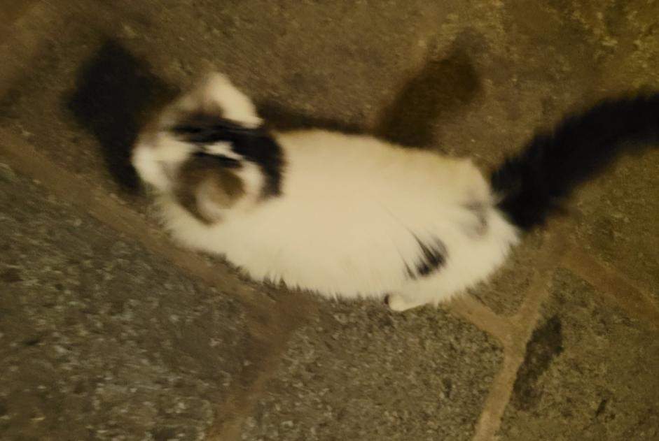 Discovery alert Cat Unknown , 1 year Guingamp France