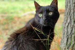 Disappearance alert Cat Male , 10 years Bastelicaccia France