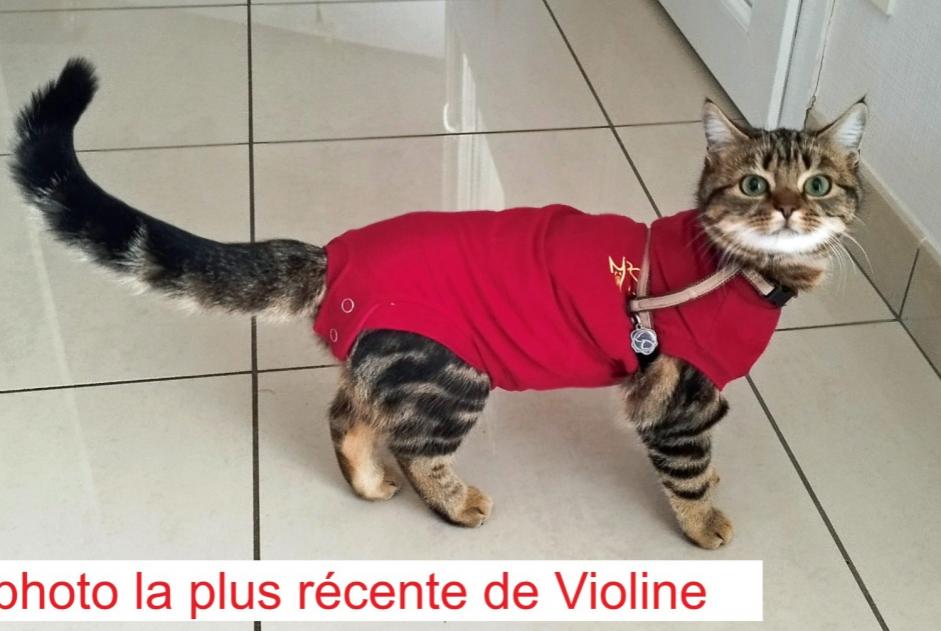 Disappearance alert Cat  Female , 0 years Narrosse France