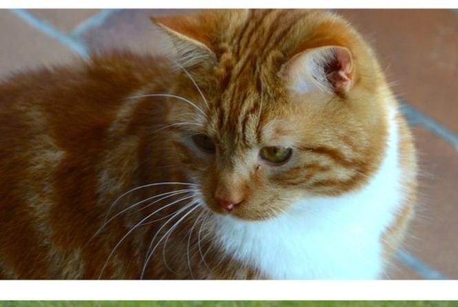 Disappearance alert Cat miscegenation Male , 13 years Rhode-Saint-Genèse Belgium