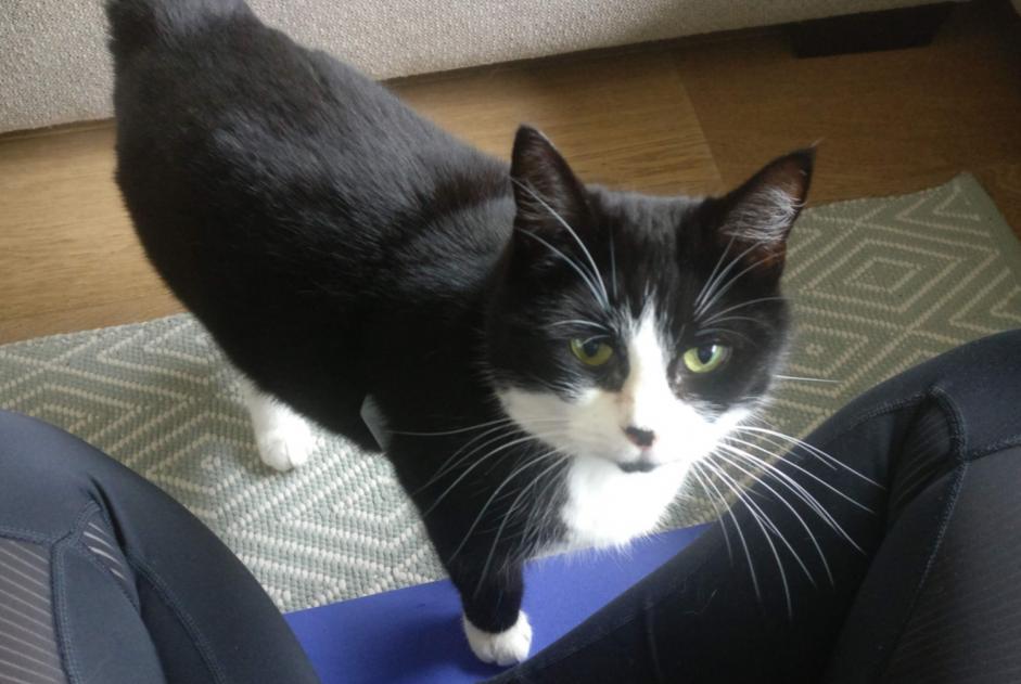 Disappearance alert Cat Female , 11 years Antwerpen Belgium