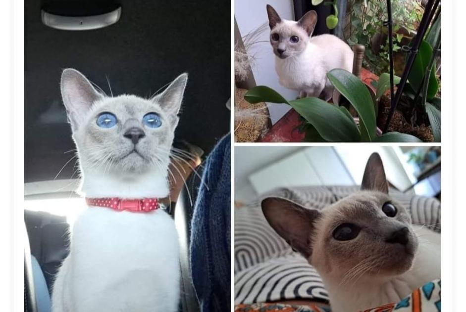 Disappearance alert Cat  Female , 1 years Rixensart Belgium