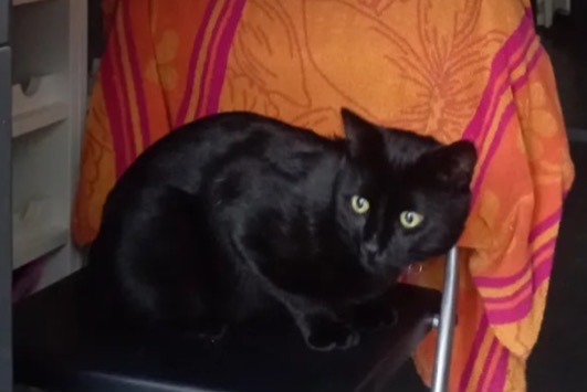 Disappearance alert Cat Male , 2 years Koekelberg Belgium