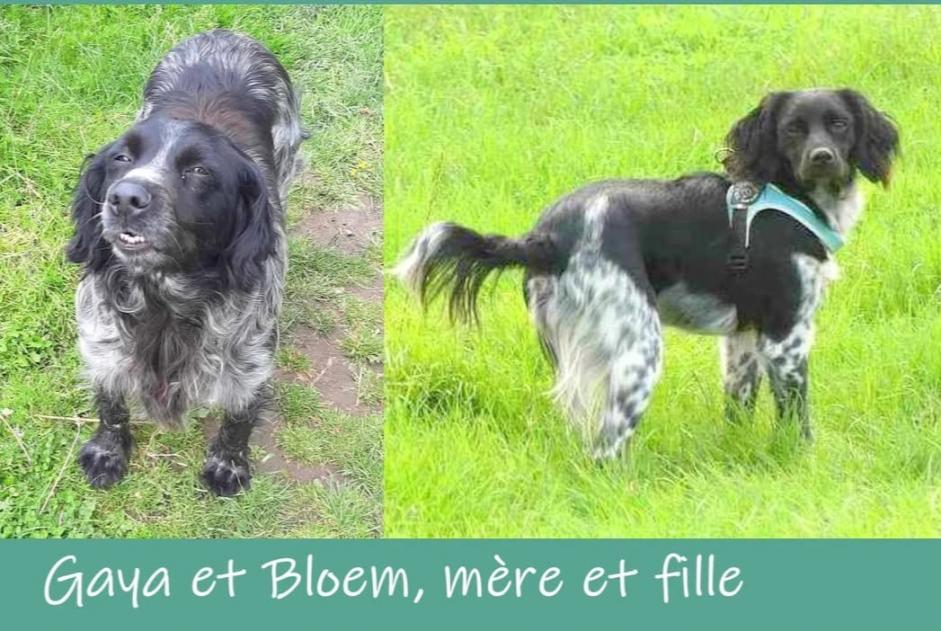 Disappearance alert Dog  Female , 5 years Comines-Warneton Belgium