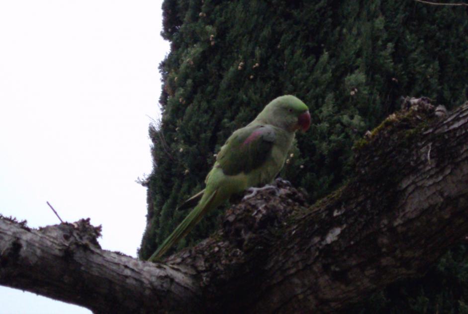 Disappearance alert Bird Female , 2024 years Mons France