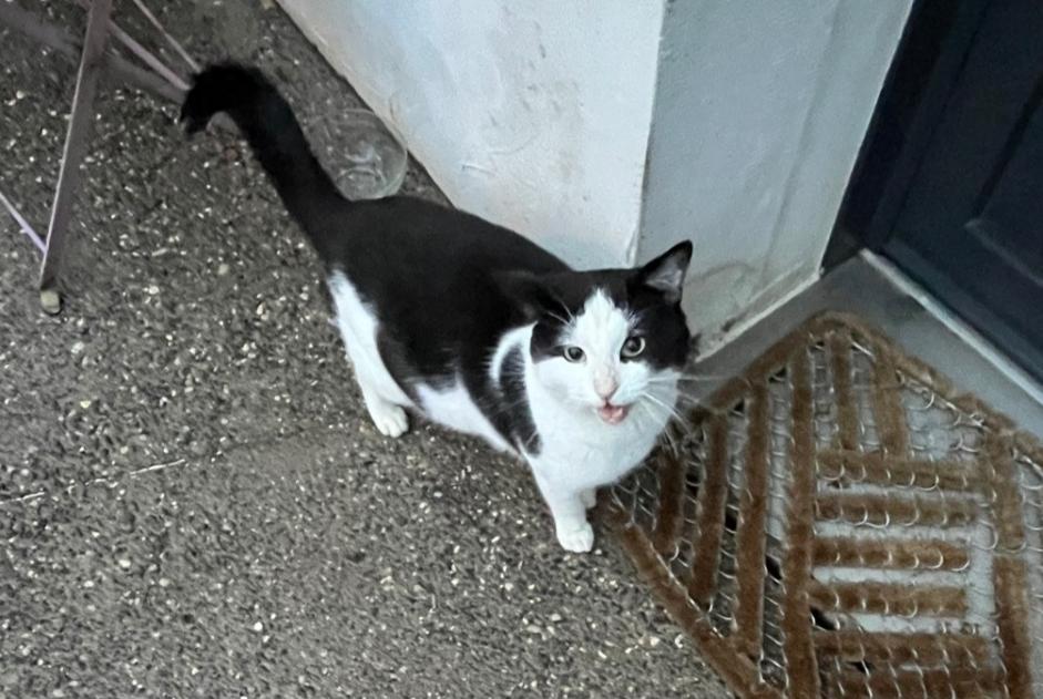 Discovery alert Cat Male Marcellaz-Albanais France