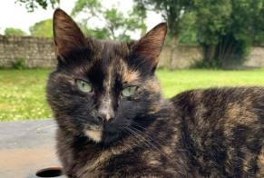 Disappearance alert Cat Female , 4 years Saint-Amant-de-Boixe France