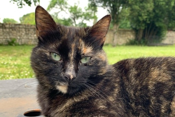 Disappearance alert Cat Female , 5 years Saint-Amant-de-Boixe France