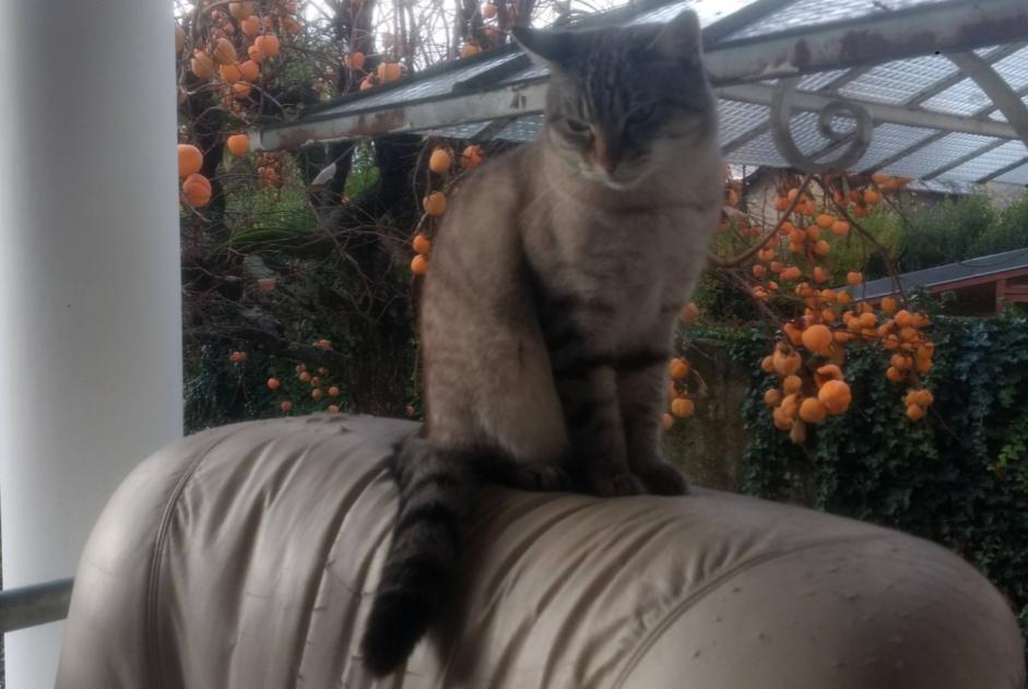 Disappearance alert Cat miscegenation Male , 0 years Crupies France