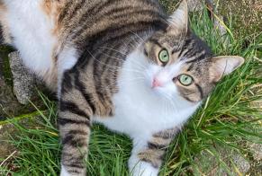 Disappearance alert Cat  Male , 3 years Chantraine France