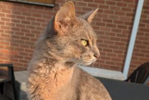 Disappearance alert Cat  Male , 1 years Charleroi Belgium