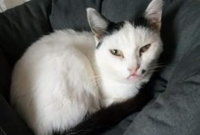 Disappearance alert Cat Female , 12 years Limoges France