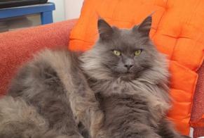 Disappearance alert Cat  Female , 3 years Walhain Belgium