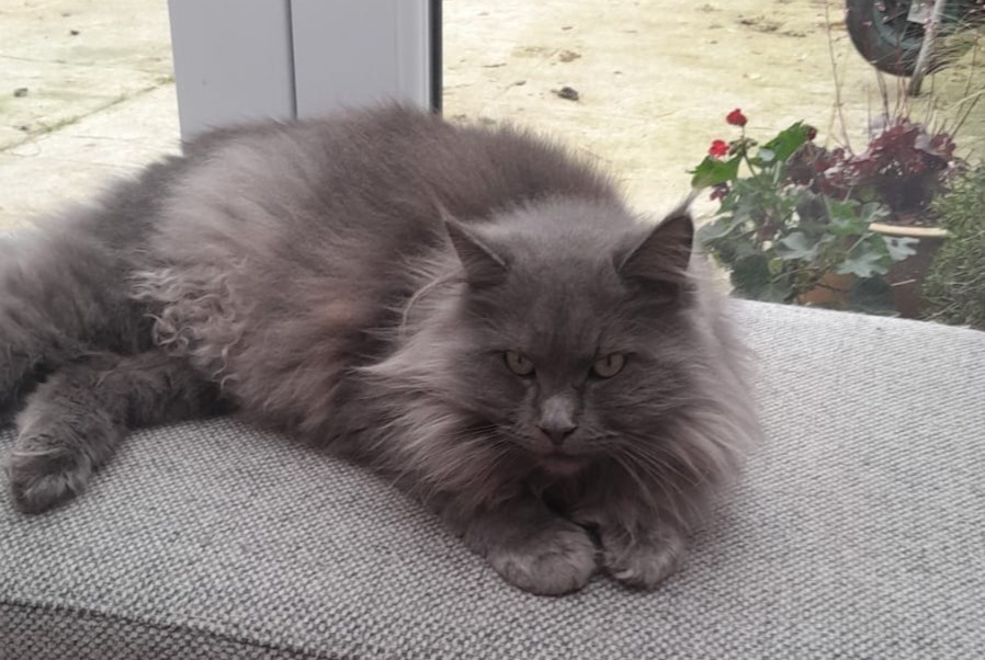 Disappearance alert Cat  Female , 3 years Walhain Belgium