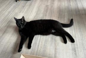 Disappearance alert Cat Male , 4 years Berchem-Sainte-Agathe Belgium