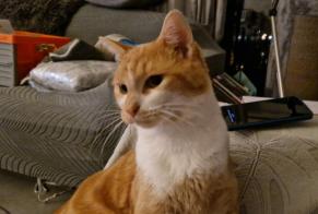 Disappearance alert Cat Male , 2 years Huy Belgium