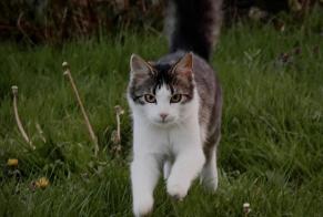 Disappearance alert Cat miscegenation Male , 3 years Ploubazlanec France