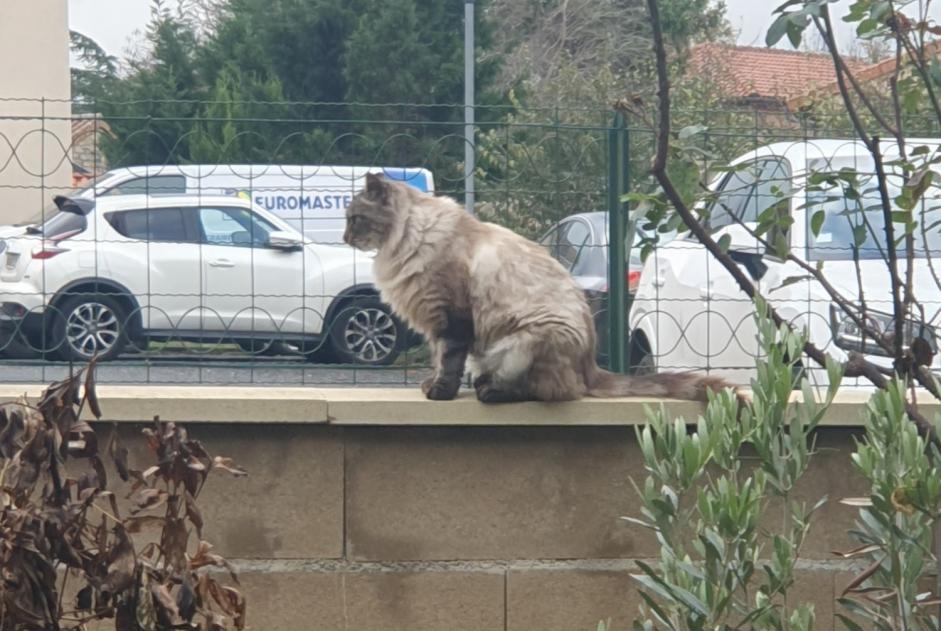 Disappearance alert Cat miscegenation Male , 3 years Millau France