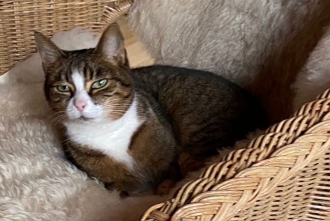 Disappearance alert Cat  Female , 6 years Watermael-Boitsfort Belgium