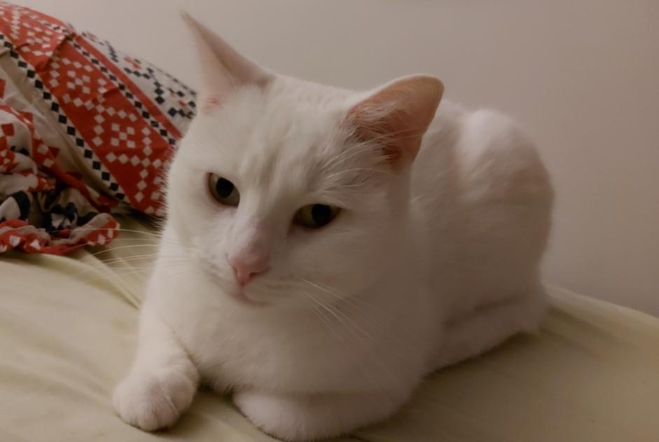 Disappearance alert Cat  Female , 3 years Liège Belgium