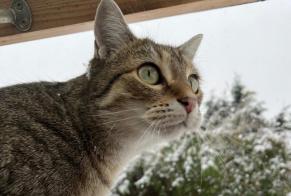 Disappearance alert Cat Female , 2 years Les Pavillons-sous-Bois France