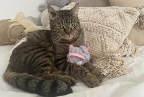 Disappearance alert Cat Female , 3 years Bourg-la-Reine France