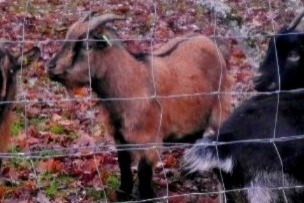 Disappearance alert Goat Female , 2025 years Crain France