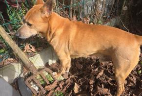 Discovery alert Dog Male Gellainville France