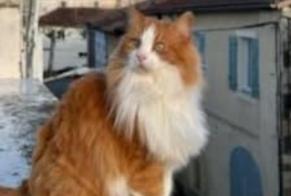 Disappearance alert Cat  Male , 11 years Vic-Fezensac France