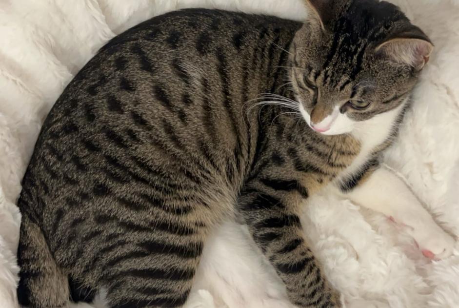 Disappearance alert Cat Male , 1 years Neuchâtel Switzerland