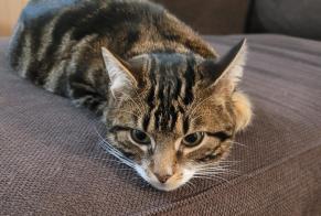 Disappearance alert Cat Male , 1 years Saint-Pierre-des-Corps France