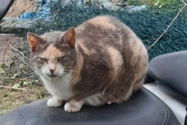 Disappearance alert Cat Female , 7 years Tercis-les-Bains France